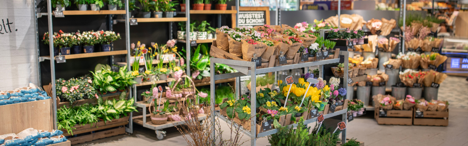 Bunte und frische Blumen